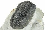 Austerops Trilobite - Ofaten, Morocco #287561-5